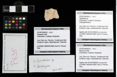 Foto (Objekt + Etikett) von Brachyura indet.  (NHMW-GEO-2014-0194-0635b)